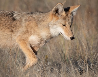 Hunting Coyote Lustre Photo Print or High Gloss Metal Print