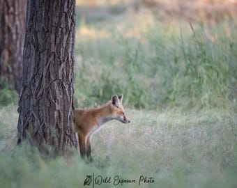 Red Fox Kit Photo Print: Western Montana Wildlife