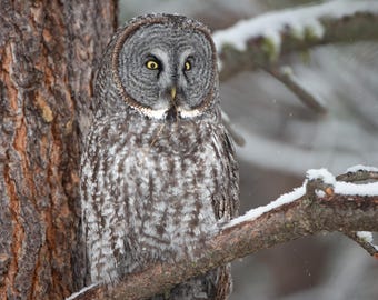 Great Gray Owl Photo Print or Metal Print: Montana Wildlife Home Decor