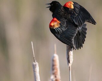 Red-winged Black Bird Lustre Photo Print or High Gloss Metal Print