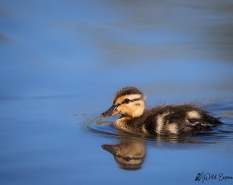 Mallard Duckling Photo Print: Montana Wildlife Art