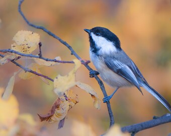 Black-capped Chickadee Lustre Photo Print or High Gloss Metal Print