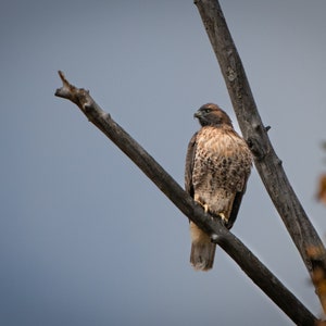 Red-Tailed Hawk on Lustre Paper Print or High Gloss Metal Print