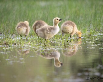 Baby Goslings in a Pond on Lustre Photo Paper or High Gloss Metal