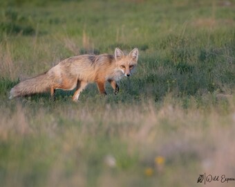 Red Fox Vixen Lustre Photo Print or High Gloss Metal Print