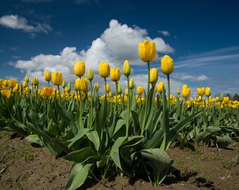 Skagit Valley Tulip Fields: Washington Flower Lustre Photo Print or High Gloss Metal Print