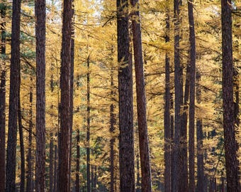 Western Larch in the Fall Lustre Photo Print or High Gloss Metal Print