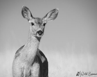 White-Tailed Deer Doe Black and White Print - Montana Wildlife