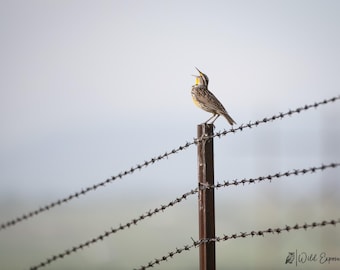Western Meadowlark Paper or Metal Print: Montana Wildlife Photography