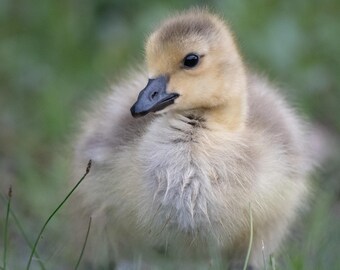 Baby Gosling Portrait on Lustre Photo Paper or High Gloss Metal
