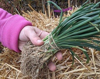 Walla Walla Onion PLANTS, 35-40 / bunch, harvested on 4/20, Washington grown, FREE Shipping!