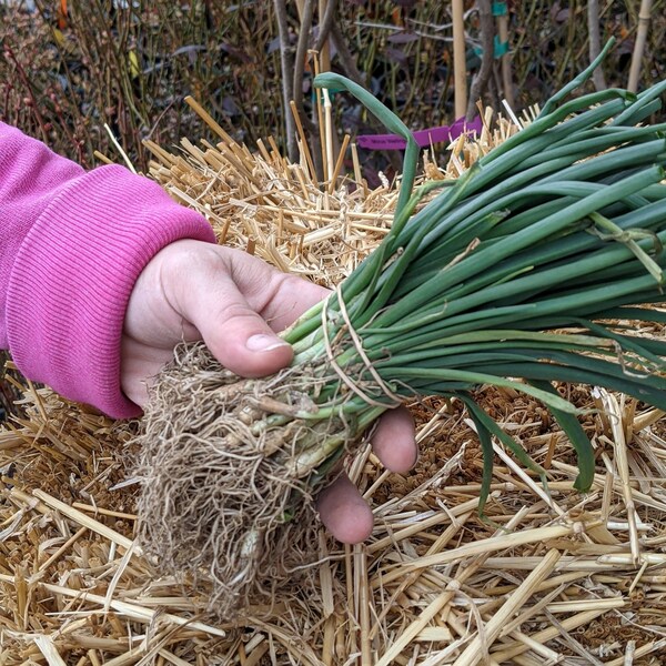 Walla Walla Onion PLANTS, 35-40 / bunch, harvested on 4/20, Washington grown, FREE Shipping!