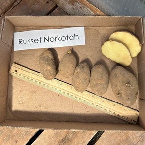 Russet Norkotah Seed potatoes, Certified tubers for baking & all purpose use, Ships FREE, ready to plant!