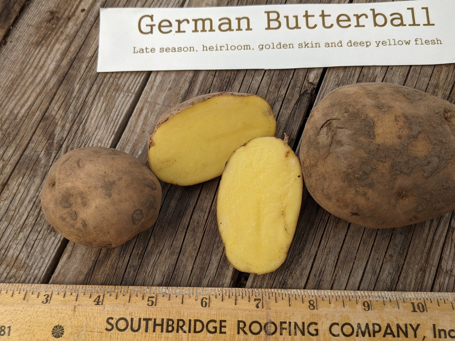 Ships FREE! 'German Butterball' Certified seed potato tubers: naturally buttery-golden Idaho bred + grown, ready to plant!