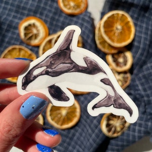 Orca Whale Vinyl Sticker - Imperméable et durable, Die Cut Killer Whale Sticker - parfait pour une bouteille d’eau ou un ordinateur portable. Emballage sans plastique