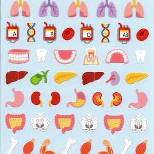 Stickers corps humain - Stickers chocolat