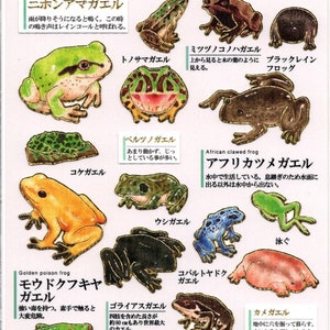 Stickers grenouilles - Stickers papiers - Kamio Stickers