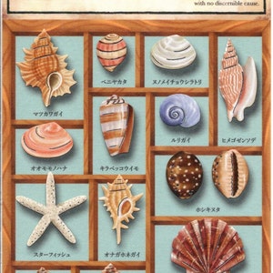 May include: A wooden box with a variety of seashells, starfish, and coral. The box is labeled "Specimen Box Seal" and "貝の世界" which translates to "World of Shells".
