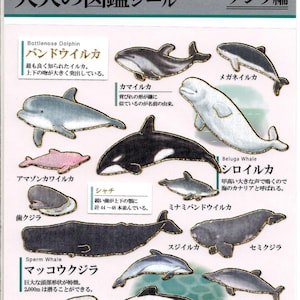 Delfin Sticker - Wal - Papier Sticker - Kamio Sticker