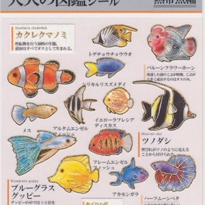 Pegatinas de peces - Pegatinas del océano - Pegatinas de papel - Pegatinas Kamio