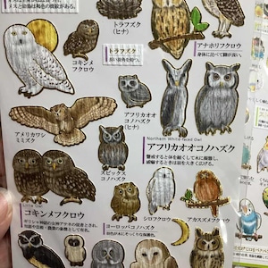 Pegatinas de búho - Pegatinas de bosque - Pegatinas de papel - Pegatinas Kamio