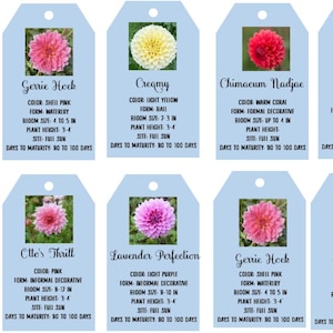 Digital Canva Template for Blue Custom Dahlia/Flower/Plant Tags