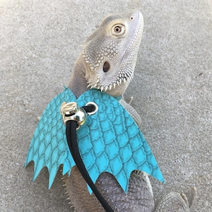 May include: A bearded dragon wearing a turquoise harness with a scale pattern and wing-like design. The harness is attached to a black leash with a silver clasp. The reptile is gray and tan in color.