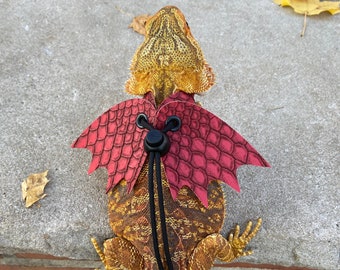 May include: A bearded dragon wearing a red leather dragon costume with black straps. The dragon is standing on a concrete surface with leaves scattered around.