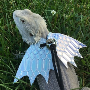 May include: A light gray bearded dragon wearing a blue iridescent dragon wing costume with a black leash.