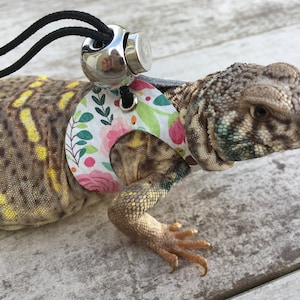 May include: A small lizard wearing a floral patterned harness with a black leash attached to a silver clip. The lizard is brown and yellow with blue markings on its head.