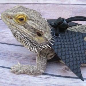Leather Lizard HarnessStark Black Dragon with Wings image 6