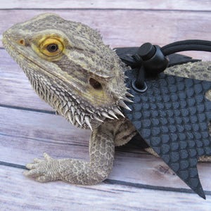 May include: A bearded dragon wearing a black dragon-shaped harness with a black strap and a black buckle. The harness has a scaly texture.