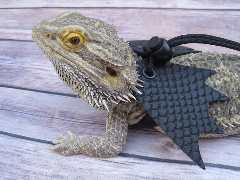 May include: A bearded dragon wearing a black dragon-shaped harness with a black strap and a black buckle. The harness has a scaly texture.