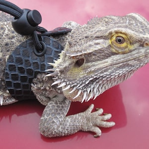 May include: A gray bearded dragon wearing a black leather harness with a black leash attached. The dragon is sitting on a red surface.