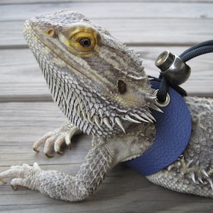 May include: A gray and brown bearded dragon wearing a blue harness with a silver buckle and black leash.