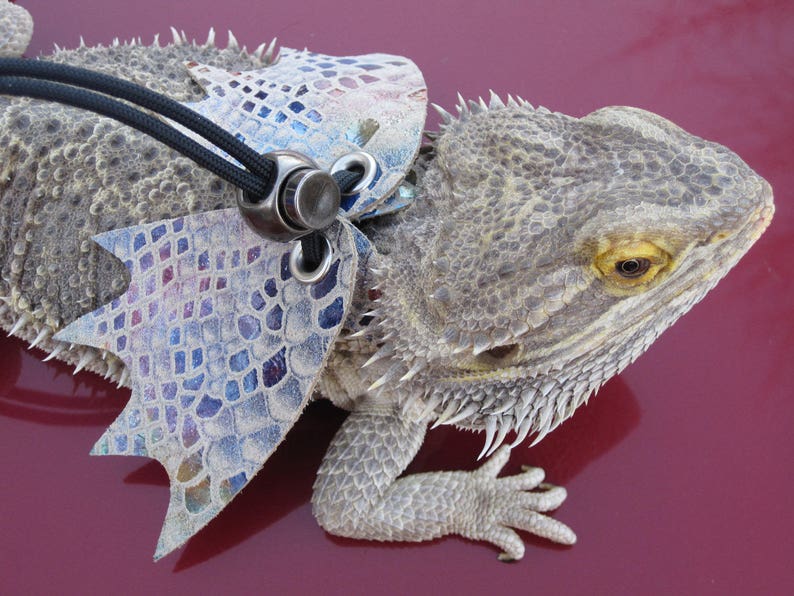 Rainbow Lizard Harness with Wings