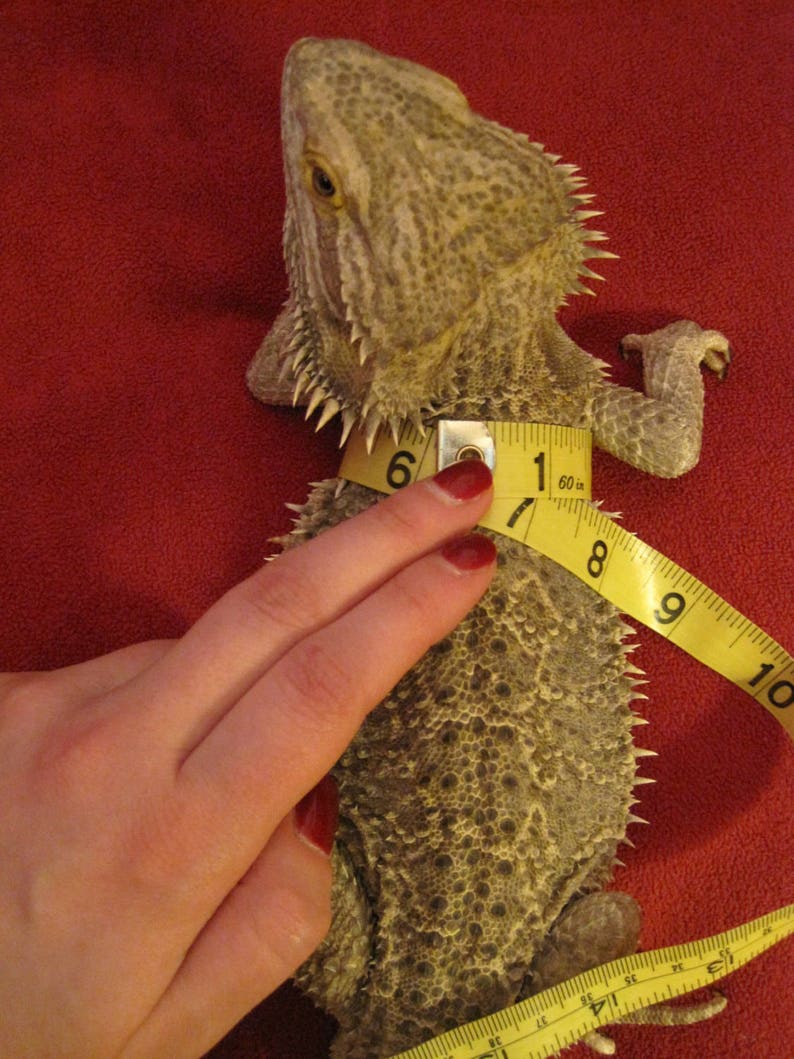 Rainbow Lizard Harness with Wings