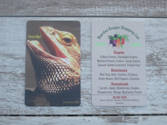 bearded dragon shop