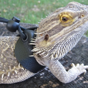 May include: A close-up of a light brown bearded dragon wearing a black leather harness with a black nylon leash attached. The dragon is lying on a wooden surface.