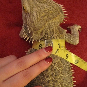 May include: A close-up of a bearded dragon lizard being measured with a yellow tape measure. The lizard is gray and has a spiky back. The tape measure reads 6, 7, 8, and 9 inches.