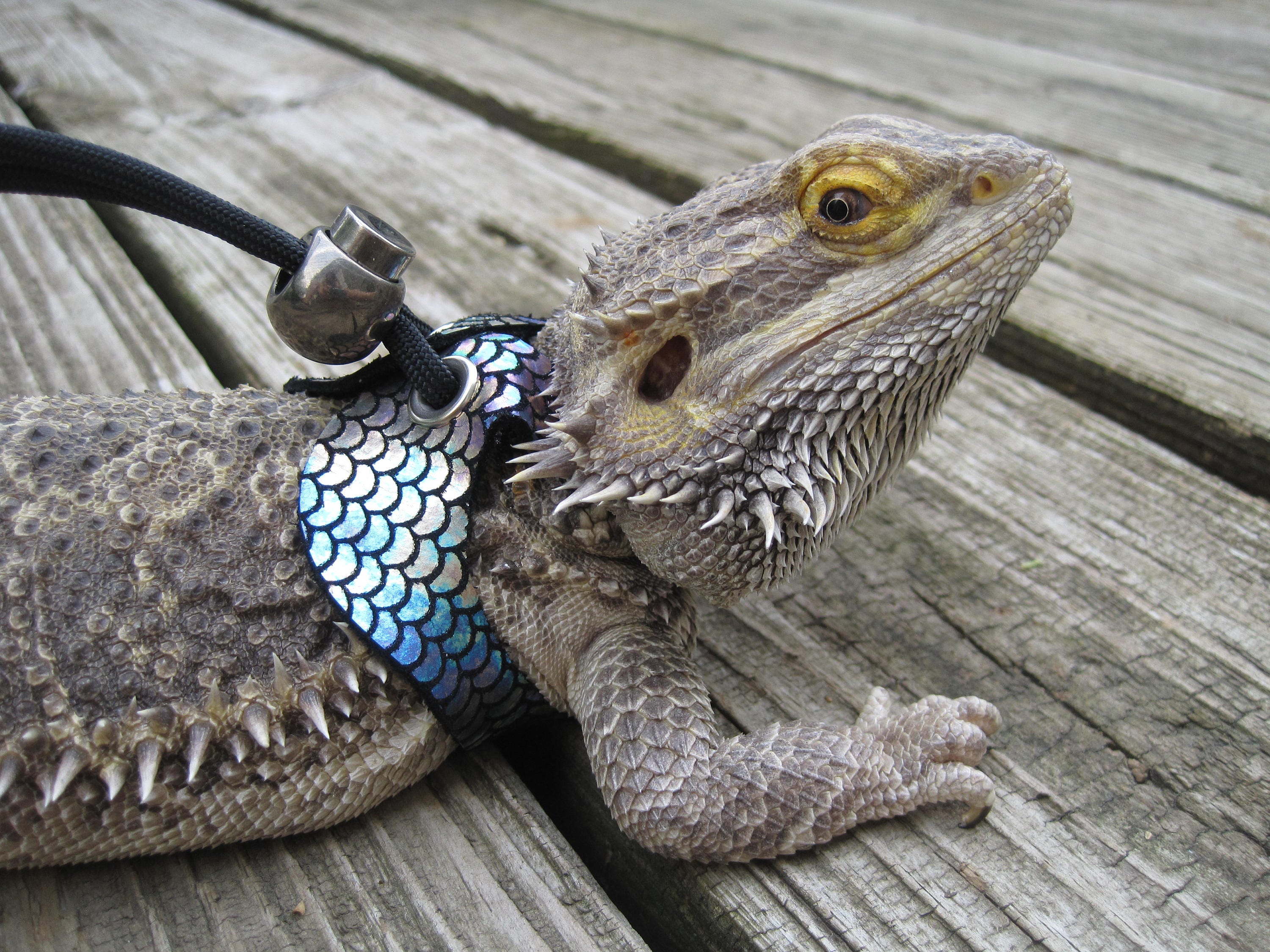 Leather Lizard Harness--Aquarius