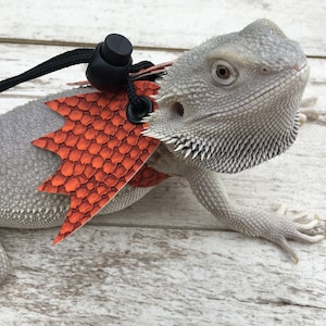 May include: A gray bearded dragon wearing an orange leather reptile harness with a black leash attached. The harness has a scaly pattern and a pointed design.