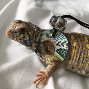 Leather Lizard Leash and Harness--Spring Fling image 5