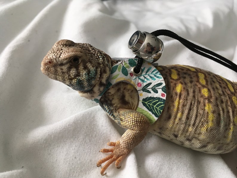 Lizard Leach Leather Lizard Leash and Harness--spring Fling - Etsy