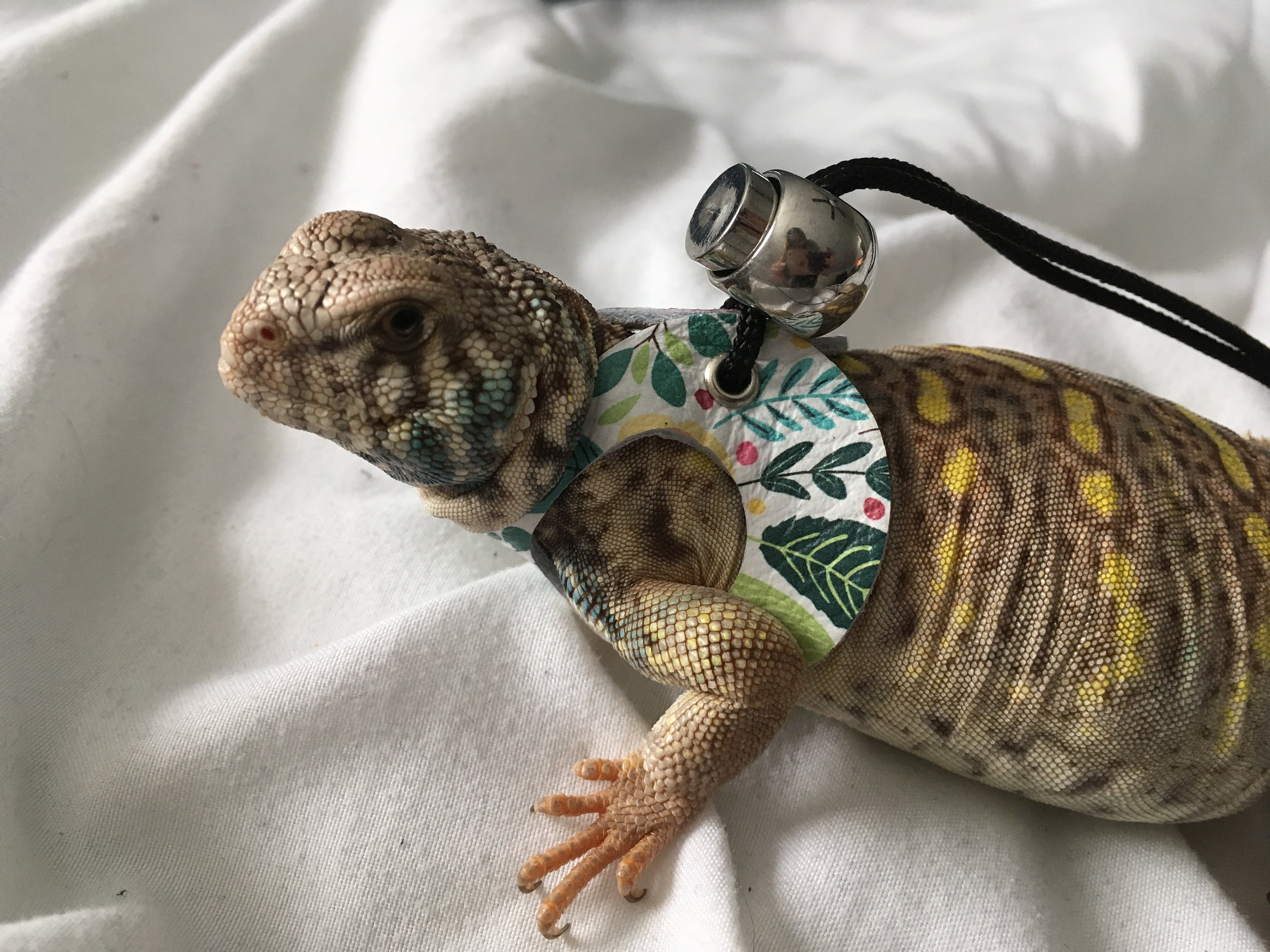 Leather Lizard Leash and HarnessSpring Fling Etsy