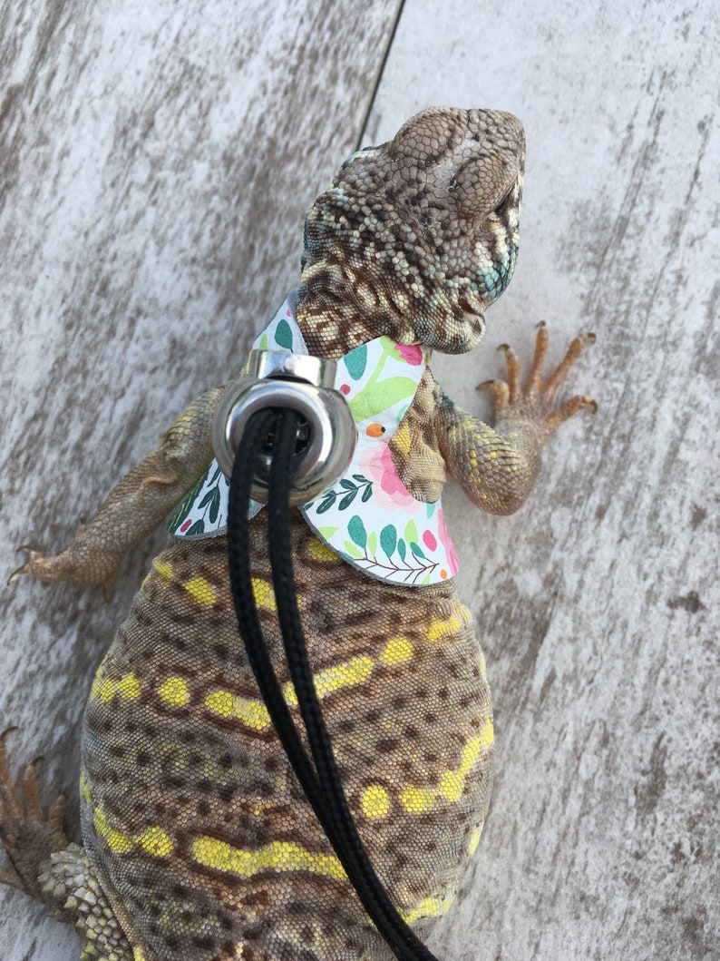 May include: A small lizard wearing a floral patterned harness with a black leash attached. The lizard has a yellow and brown spotted pattern.