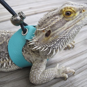 May include: A light blue leather harness with a silver clip attached to a black leash, worn by a gray bearded dragon.
