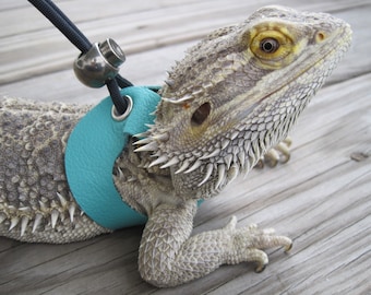 May include: A light blue leather harness with a silver clip attached to a black leash, worn by a gray bearded dragon.