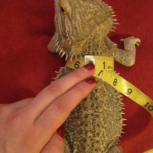 May include: A bearded dragon lizard is being measured with a yellow tape measure. The lizard is gray and brown with a spiky back. The tape measure reads 6 inches.