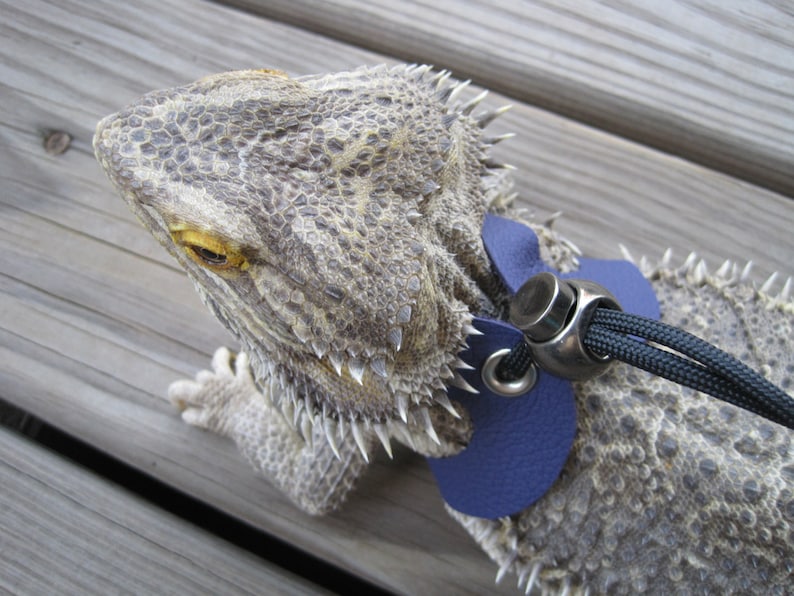 Leather Lizard Harness--Posh Purple